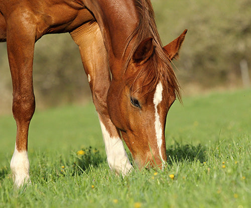 Equine Hindgut微信的重要性