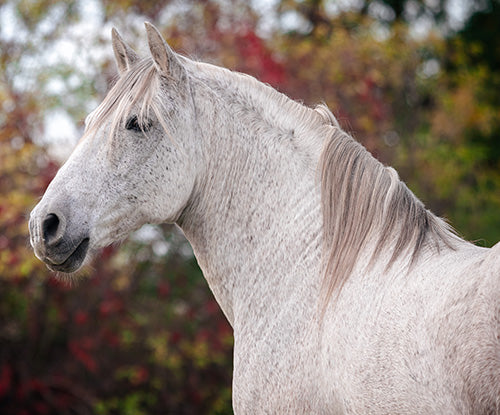 低蛋白配马和Equine代谢综合症