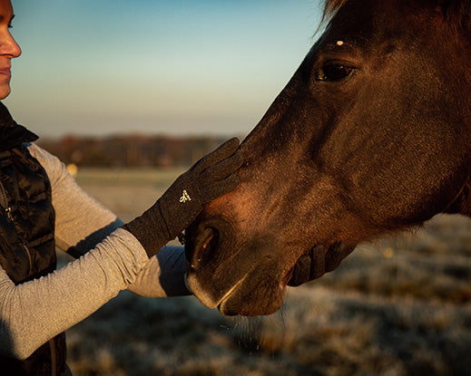 Equine营养史